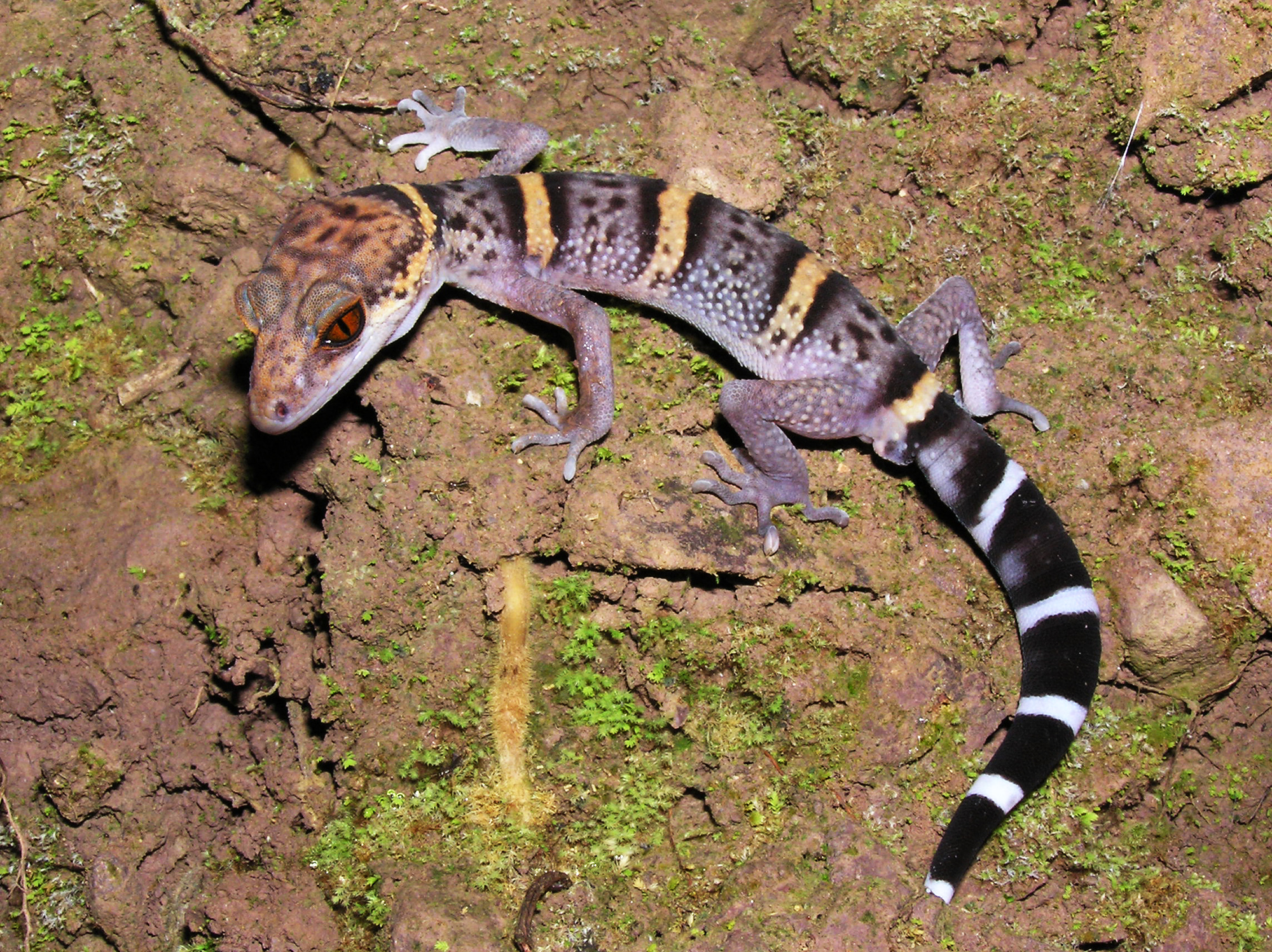Bwangling Cave Gecko (Goniurosaurus bawanglingensis) from Z village